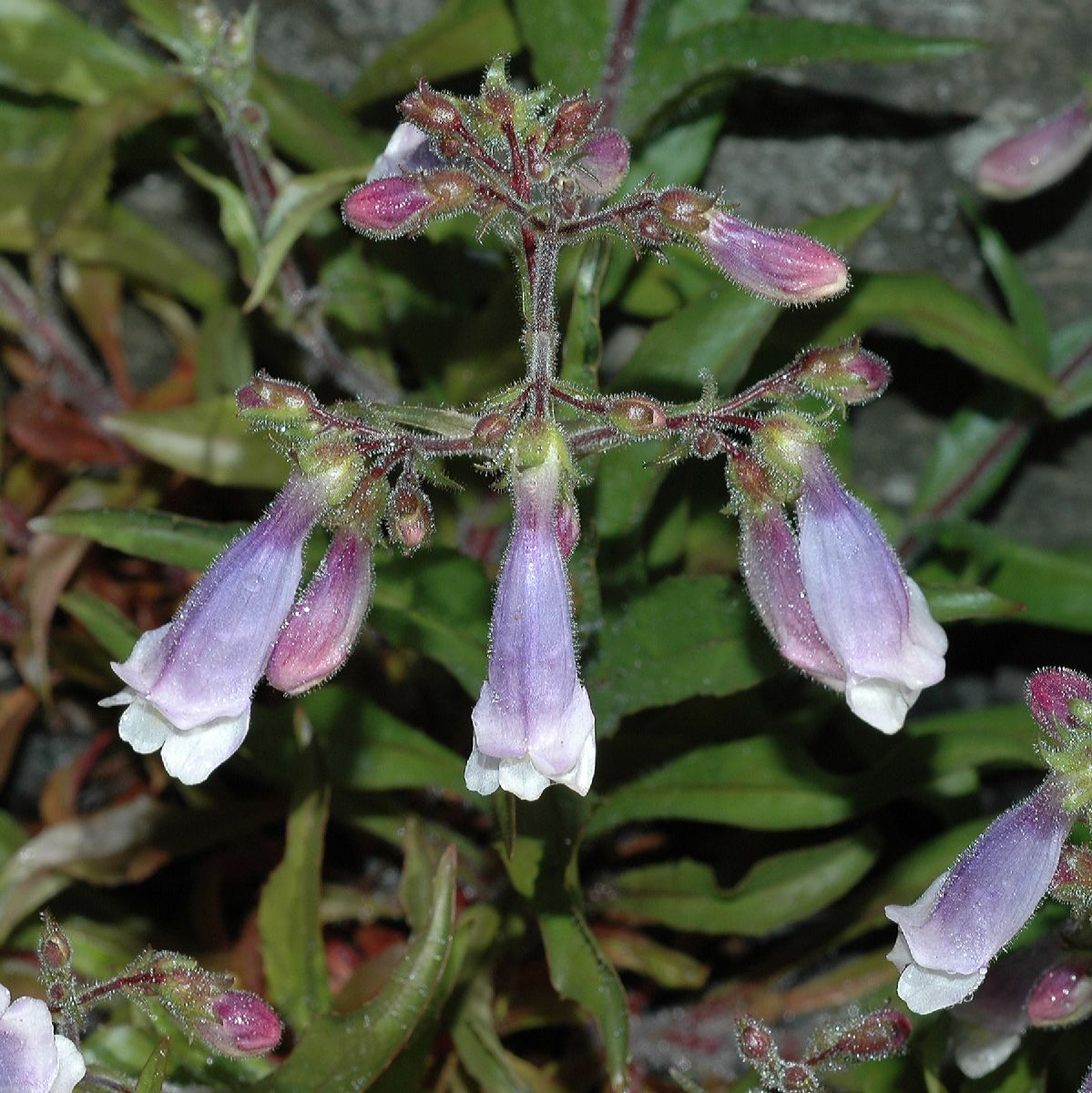 Plantaginaceae Penstemon hirsutus