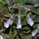 image of Penstemon hirsutus