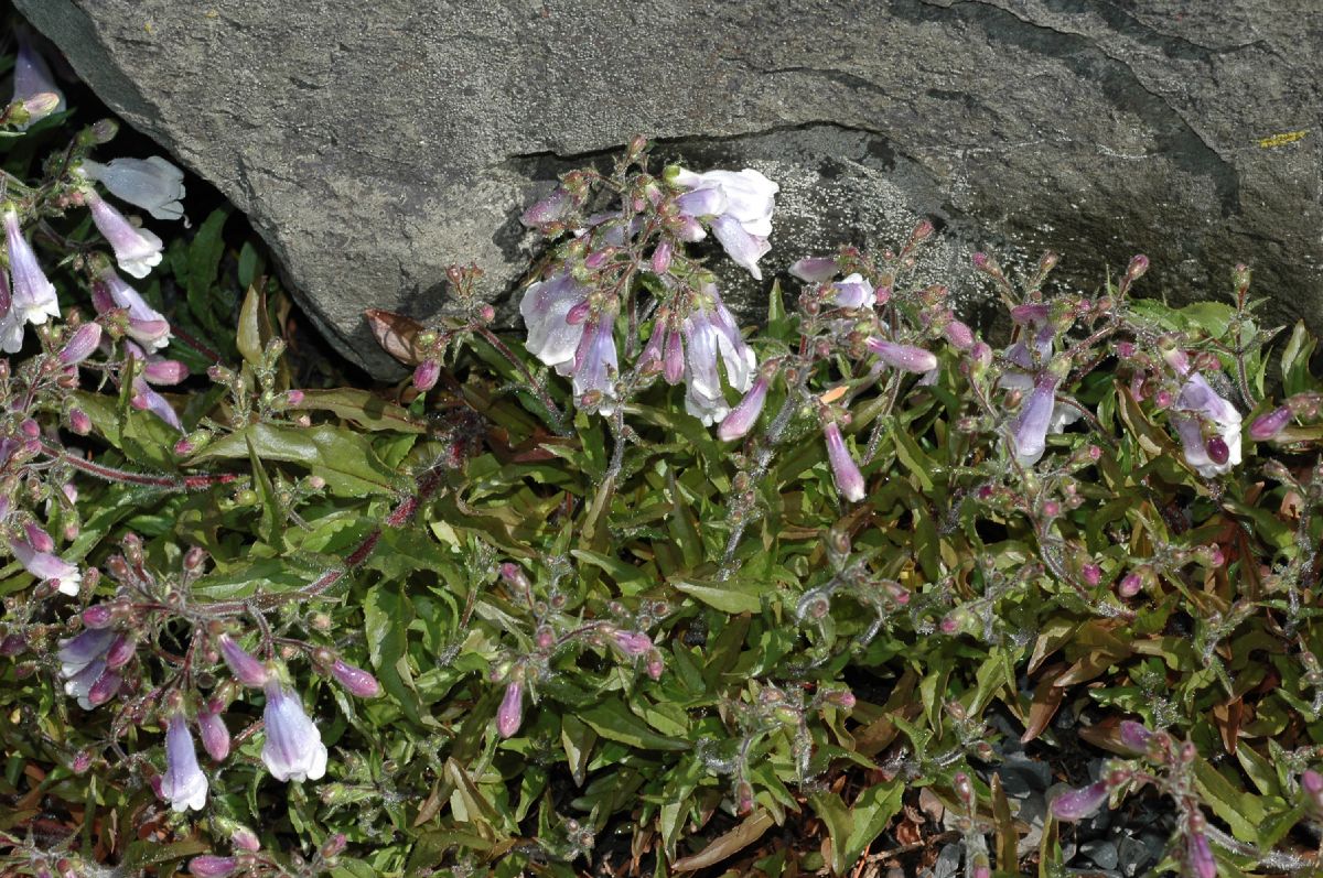 Plantaginaceae Penstemon hirsutus