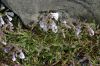 image of Penstemon hirsutus