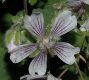 image of Geranium renardii