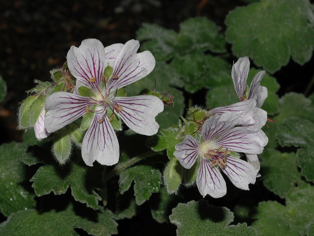 Geraniaceae Geranium renardii