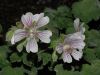 image of Geranium renardii