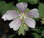 image of Geranium renardii