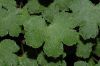 image of Geranium renardii