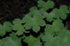image of Geranium renardii