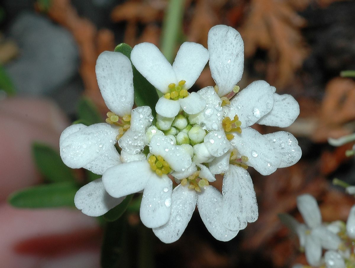 Brassicaceae Iberis 