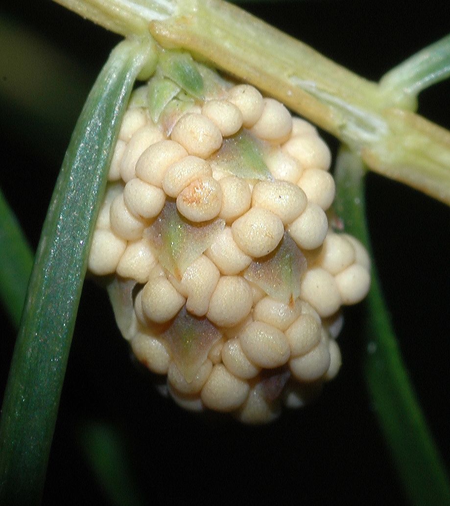 Cupressaceae Juniperus rigida