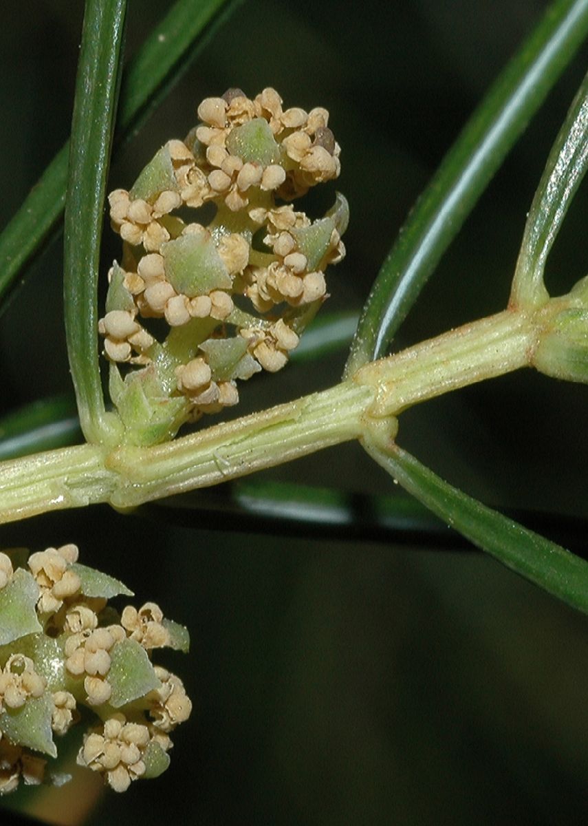 Cupressaceae Juniperus rigida