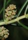 image of Juniperus rigida