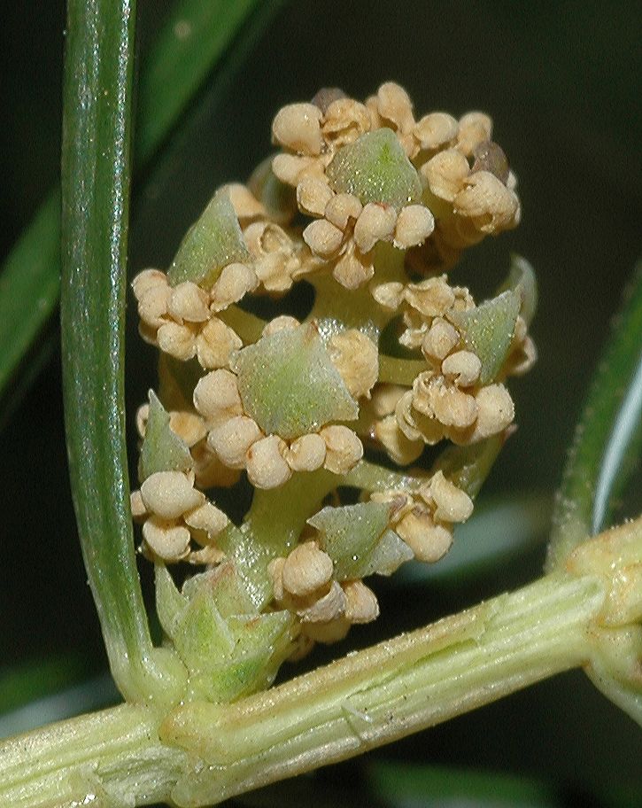Cupressaceae Juniperus rigida