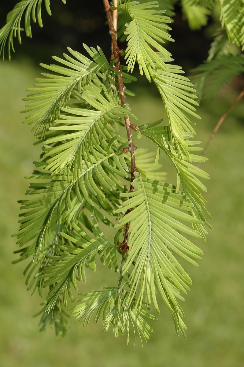 Cupressaceae Metasequoia glyptostroboides