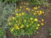 image of Doronicum orientale