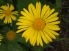 image of Doronicum orientale