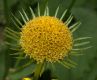 image of Doronicum orientale