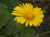 image of Doronicum orientale