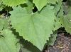 image of Doronicum orientale