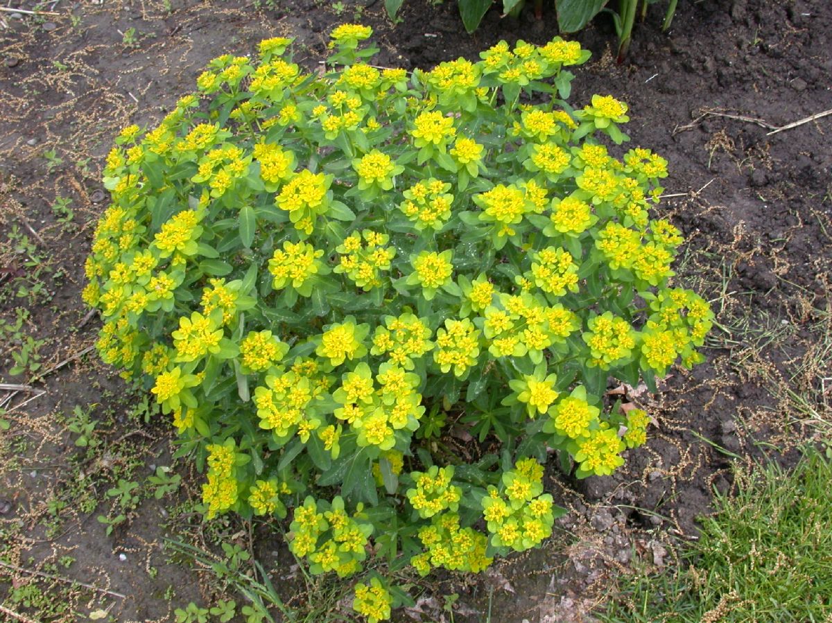 Euphorbiaceae Euphorbia dulcis