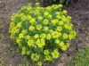 image of Euphorbia dulcis