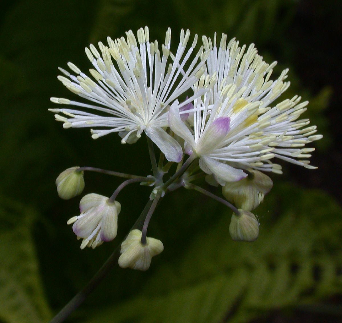 Ranunculaceae Thalictrum 