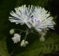 image of Thalictrum 