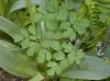 image of Thalictrum 