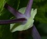 image of Thalictrum 