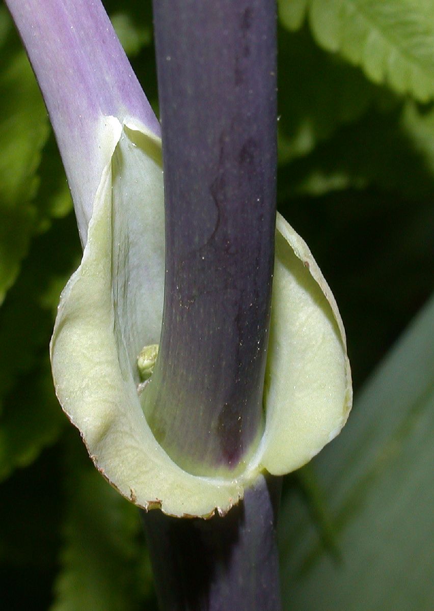 Ranunculaceae Thalictrum 