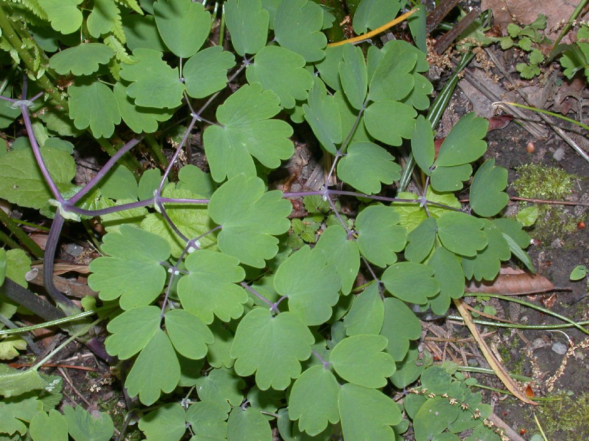 Ranunculaceae Thalictrum 