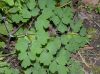 image of Thalictrum 
