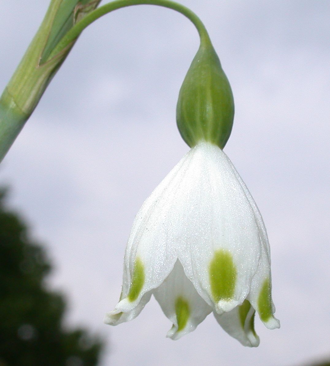 Amaryllidaceae Leucojum aestivum