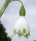 image of Leucojum aestivum