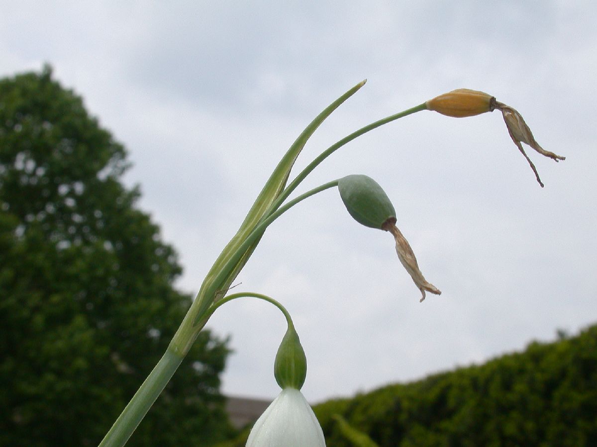Amaryllidaceae Leucojum aestivum