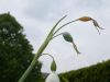 image of Leucojum aestivum