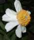 image of Paeonia lactiflora