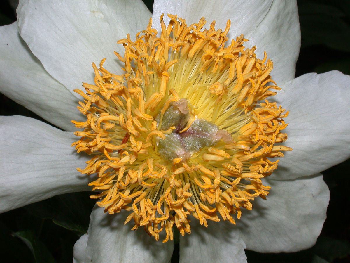 Paeoniaceae Paeonia lactiflora