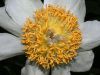 image of Paeonia lactiflora