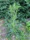 image of Cirsium 