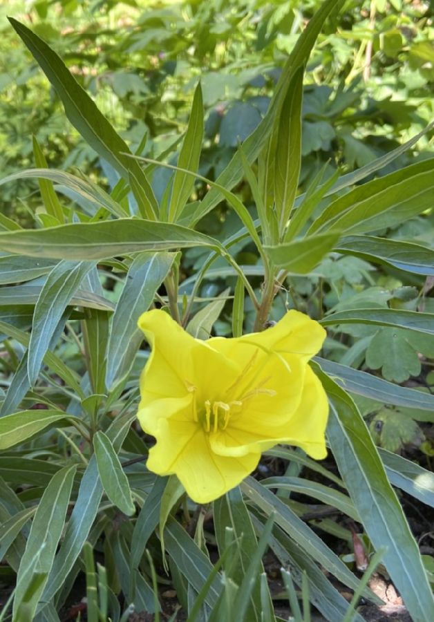 Onagraceae Oenothera macrocarpa