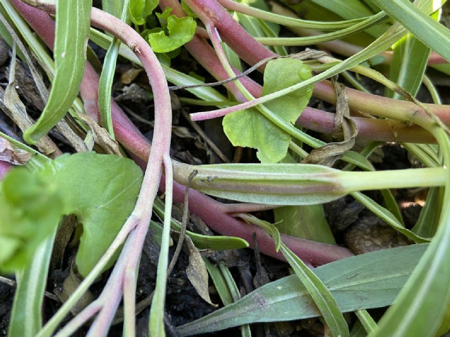 Onagraceae Oenothera macrocarpa