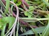 image of Oenothera macrocarpa