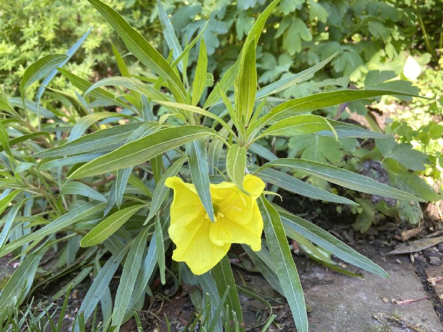 Onagraceae Oenothera macrocarpa