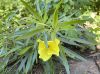 image of Oenothera macrocarpa