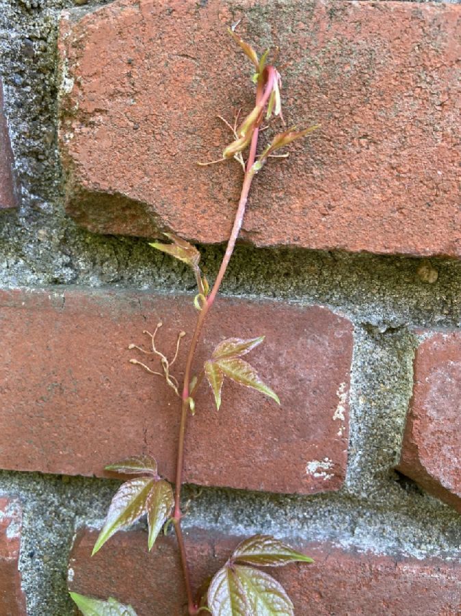 Vitaceae Parthenocissus quinquefolia