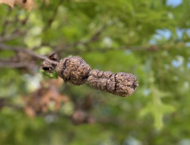 Fagaceae Quercus palustris
