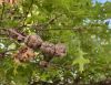 image of Quercus palustris