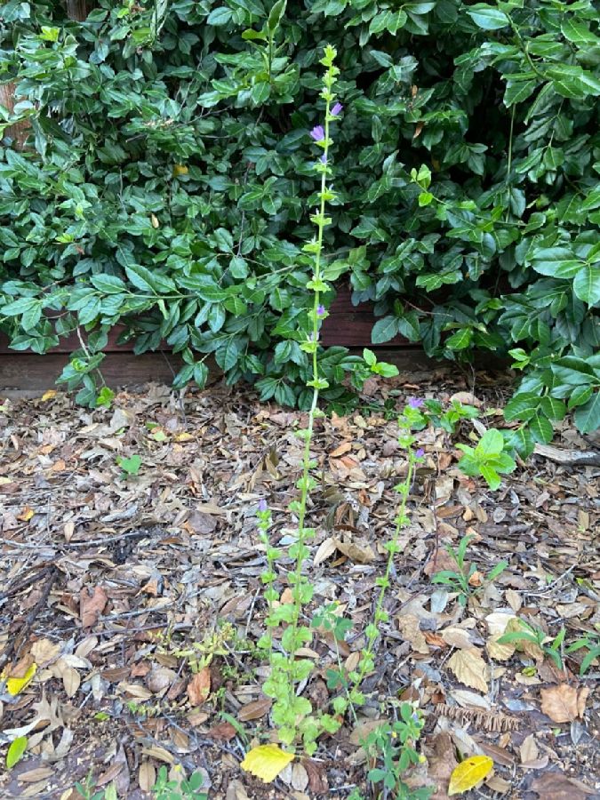 Campanulaceae Triodanis perfoliata
