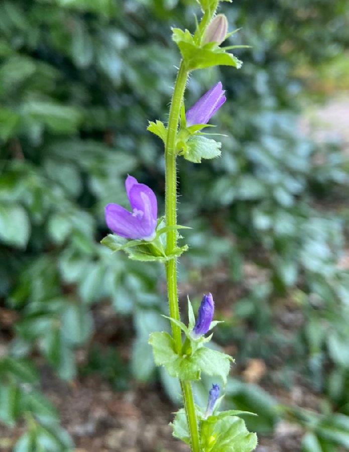 Campanulaceae Triodanis perfoliata