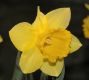 image of Narcissus 