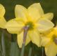 image of Narcissus 